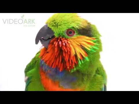 An Edward’s fig parrot (Psittaculirostris edwardsii) at Loro Parque Fundacion.