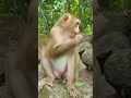 Watch Our Adorable Pig-tail Monkeys Stay Away from Roads & Temples! 🐒❤️#virals #monkey #Angkorwat