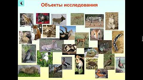 ЗВУКИ ЖИВОТНЫХ И РЕЧЬ ЧЕЛОВЕКА - ЧТО НАС ОБЪЕДИНЯЕТ. Часть 1