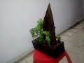 Creating a Bonsai with Polyscias Fruticosa plants 02