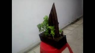 Creating a Bonsai with Polyscias Fruticosa plants 02