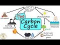 Understanding the Carbon Cycle