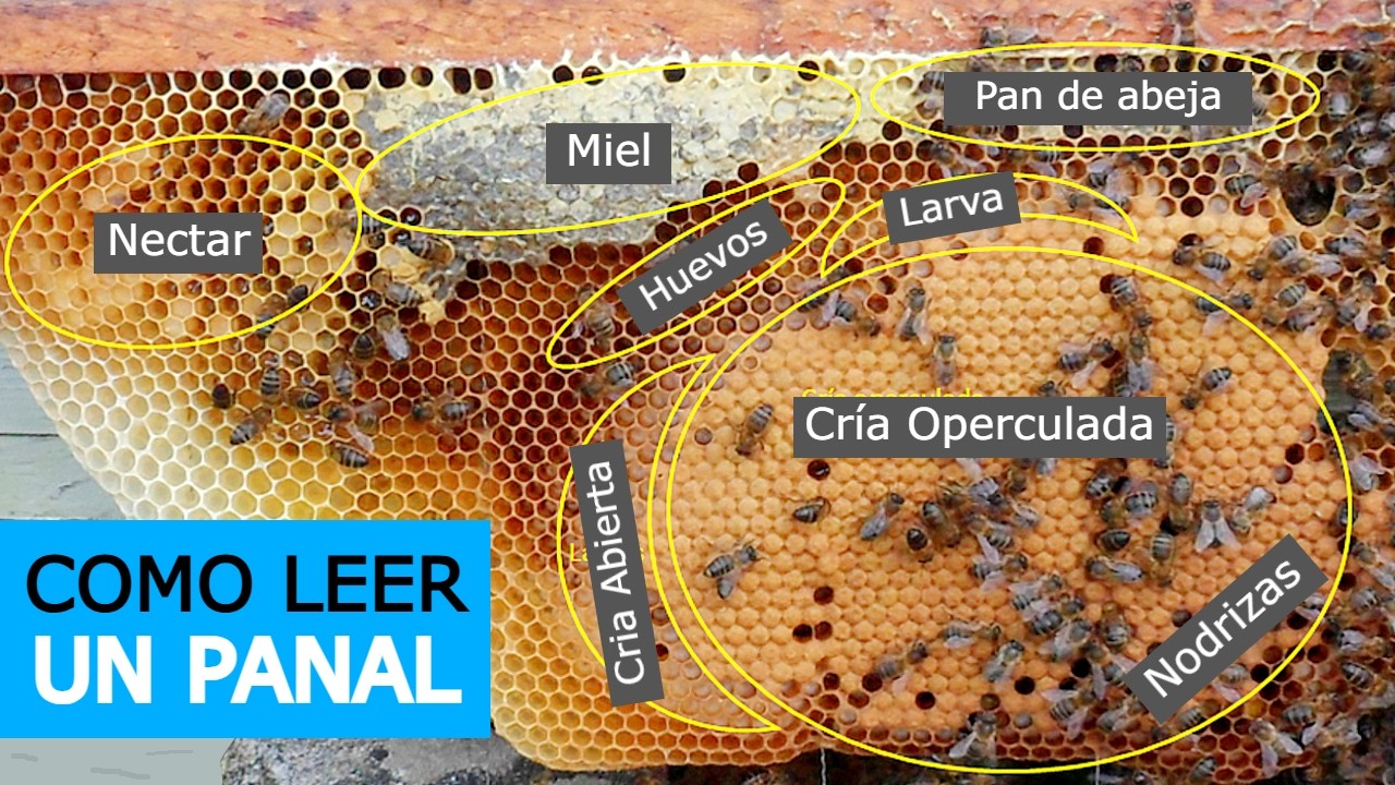 Cómo leer un cuadro al revisar a tus abejas | Qué hace el apicultor (What the Beekeeper Does)