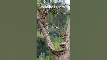 A Python climbing. Tree to reach a Monkey #trending #wildlife#nature #forest #snake #monkey #usa