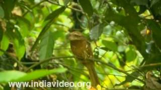 Sri Lankan Frogmouth Bird Wildlife Flora Fauna Video Suresh Elamon