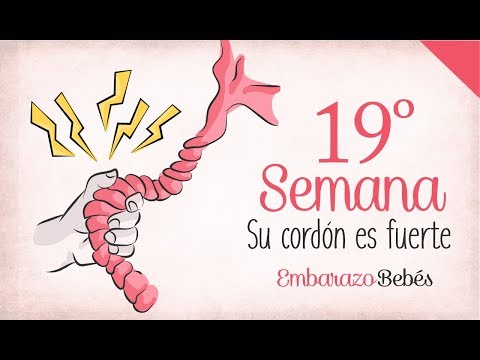 SEMANA 19 de