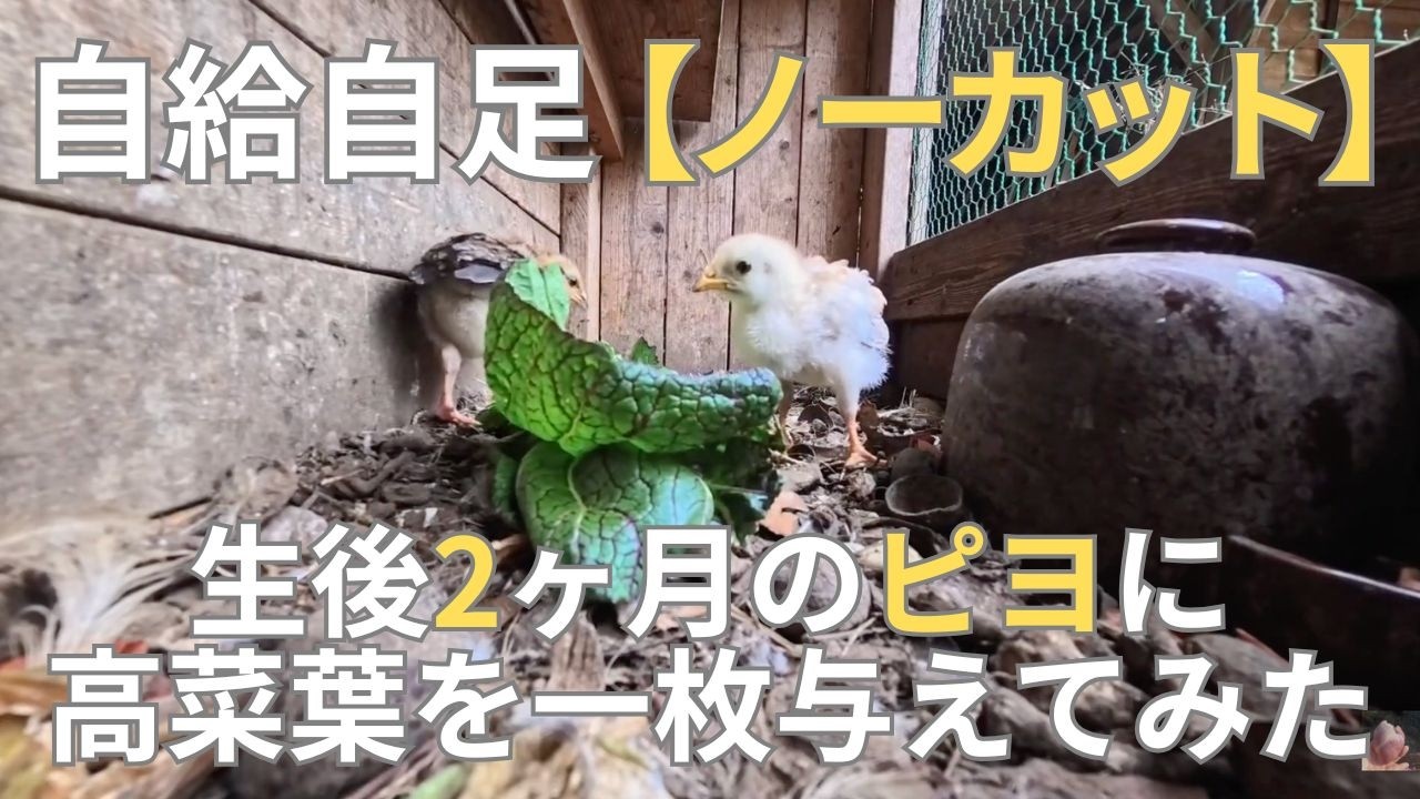 【ノーカット】【癒し】生後2ヶ月のピヨに高菜葉を一枚与えてみた　#ひよこ #自然養鶏 #自給自足