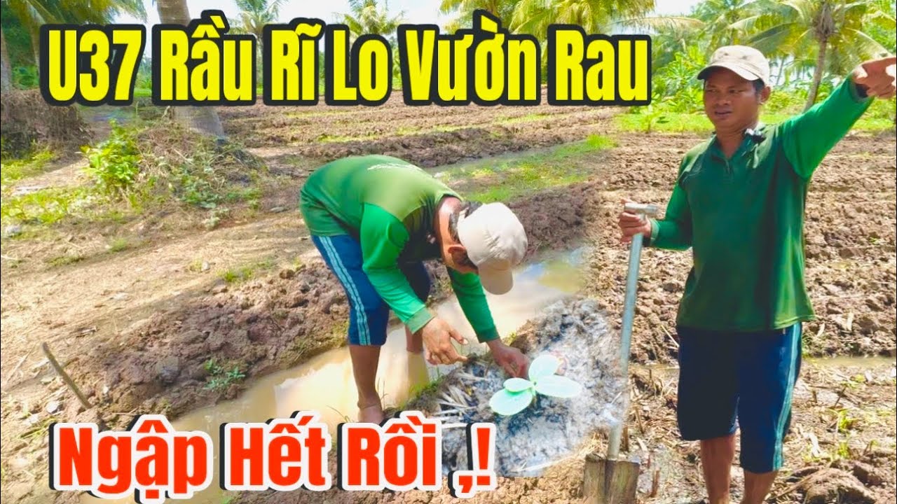 U37 Đang Lo Rầu Vườn Rau Ngập Nước , Ai Ngờ Nhận Niềm Vui Bất Ngờ,!