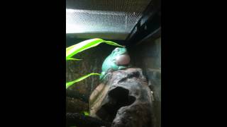 Dumpy Tree Frog Croaking rare  Sighting