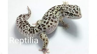 Mack Snow - gecko leopardo