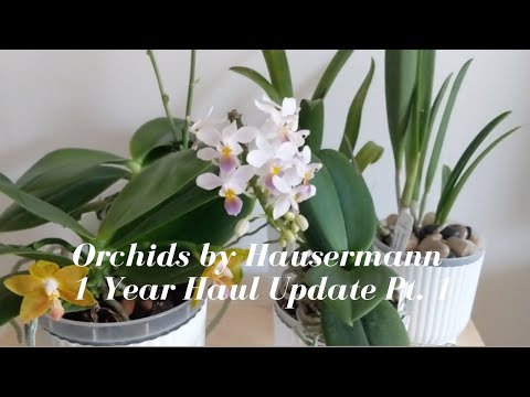 Orchids by Hausermann | Haul Update - 1 Year Before u0026 After Orchid Growth u0026 Blooms Part 1