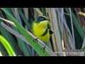 SIETECOLORES DE LAGUNA (Tachuris rubrigastra) - BIRDWATCHING Punta del Este