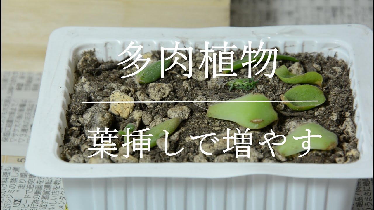 多肉植物の増やし方の紹介 葉挿しで簡単に増やすことができます Introduction On How To Increase Succulent Plants Youtube