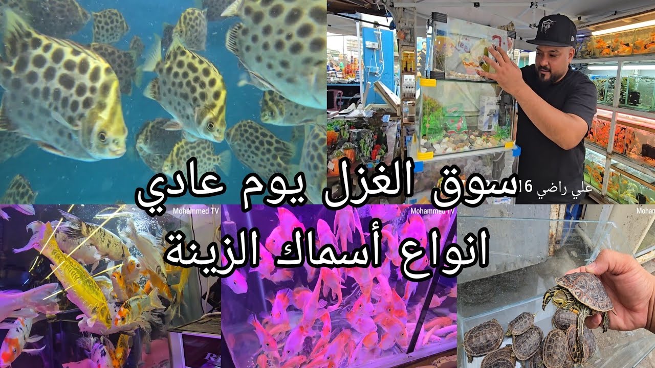 سوق الغزل جولة في عالم أسماك الزينة انواع كثيرة ونادرة من الأحياء المائية يوم الثلاثاء 2024/11/5