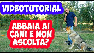 Come si fa a far smettere di abbaiare il cane?