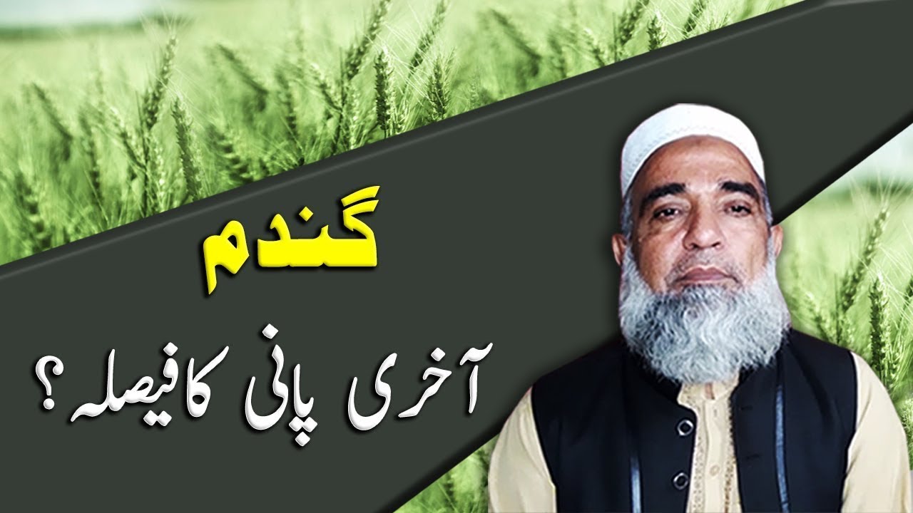 Right Decision for Last Irrigation in Wheat Crop | Crop Reformer