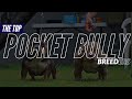 TOP POCKET AMERICAN BULLY BREEDER | 2018 LINEUP | STUDS | FEMALES | BREEDINGS