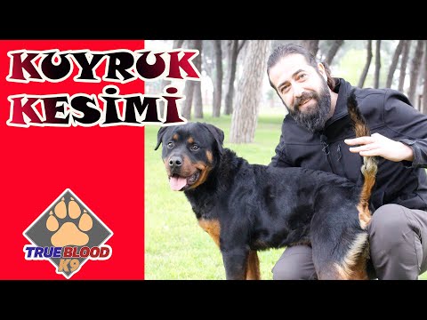 Hizli Cevap Kopek Kuyruk Kesimi Nasil Yapilir Kopekler Hakkinda Blog Egitim Teknikleri Hizli Cevap Kopek Kuyruk Kesimi Nasil Yapilir Kopekler Hakkinda Blog Egitim Teknikleri