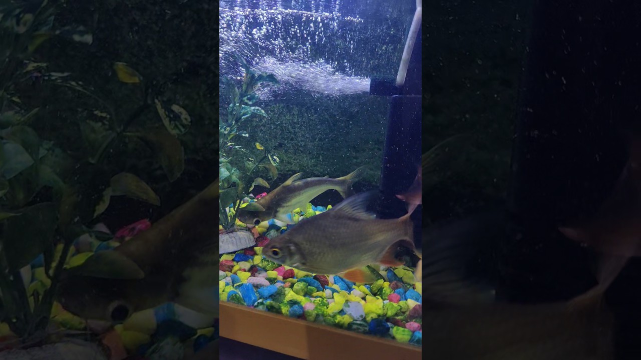 #fish#aquarium #music #vairalshort 🐋🐬🐟🦈🙏🙏