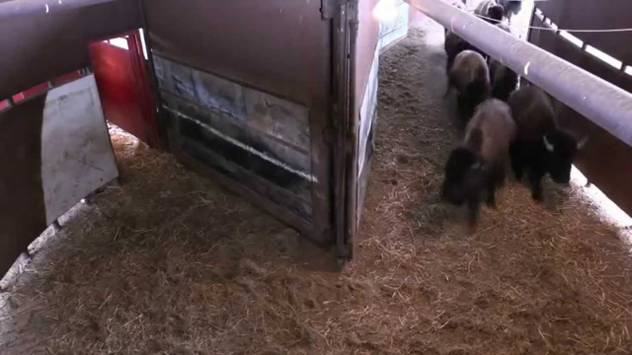 Texas State Bison Herd annual workup 2015