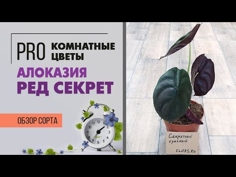 Алоказия Ред Секрет - таинственная красотка | Обзор сорта | Вредители ...