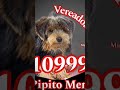 Meu Pipito Penipo Meu Pipito Penipo