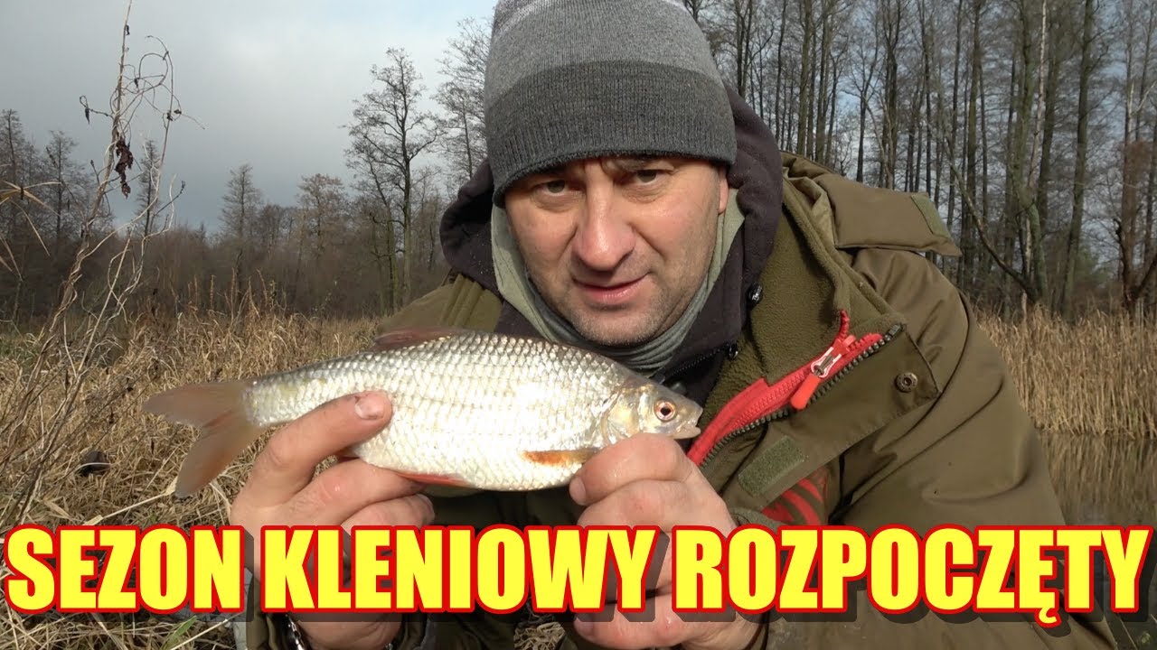 SEZON KLENIOWY OTWARTY. PIERWSZE KLENIE Z RZEKI