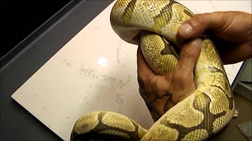 Ball python new pick ups and some banter lol