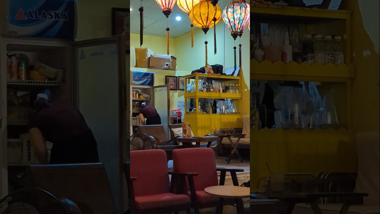 столовый кот 