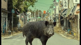 Life in the Fukushima Zone - Nuclear Disaster Documentary