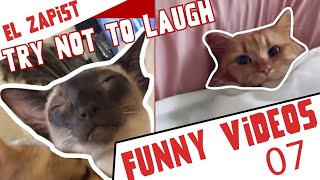 😂😺 Vidéos chats drôles 2022 😺😂 -  Funny cats Compilation - El Zapist -  Funny cats 03