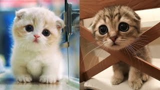 Cute Cats And Dogs Video 😹Funniest Cats And Dogs 🐕 Animals Videos