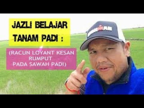 Video: Goosegrass Weed Control - Maklumat Mengenai Cara Membunuh Goosegrass