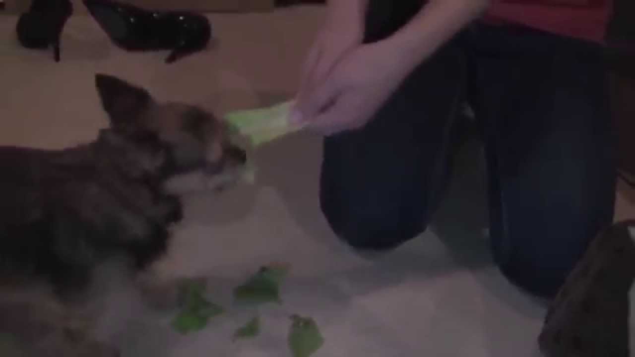 Dog vs. Romaine lettuce YouTube