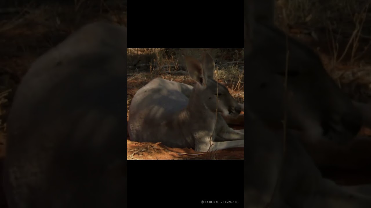 ⁣(냇지오) 수요일엔 귀여운 걸 보자