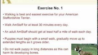Exercising Your American Staffordshire Terrier