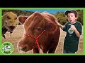 Dinosaur Animal Adventure! Learn Different Animals | T-Rex Ranch Dinosaur Videos for Kids