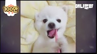Pomeranian Dog Brushes His Teeth On His Own