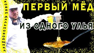 Первый урожай мёда. Пчёлы-улей-мёд. Новое увлечение на бэкярде.