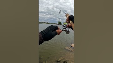 Câu lure cá phi bằng cần sul và cá sắt linx #gianglure