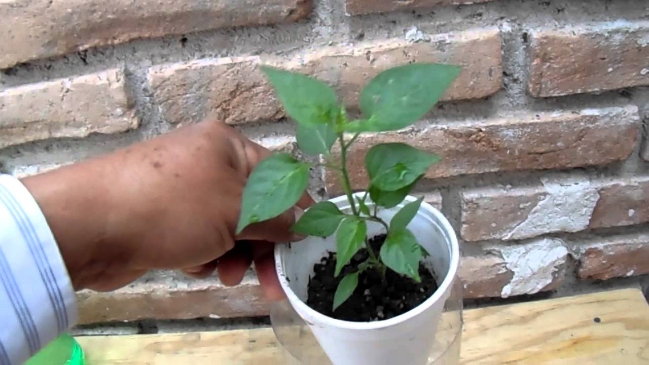 RIEGO CAPILAR EN PLANTA DE CHILE