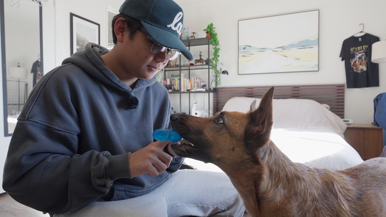 i'm training my dog to clean my room