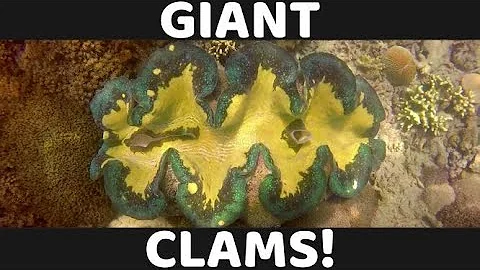 Giant Clams Opening and Closing!! Philippines!