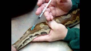 How to Give a Snake an Injection, Exactly.