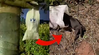 A newborn puppy was abandoned and hung on a tree in a bag, but a kind woman rescued it!