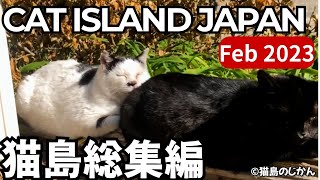 Feb.2023 CAT ISLAND JAPAN COMPILATION|2023年2月に出会った猫島の猫たち