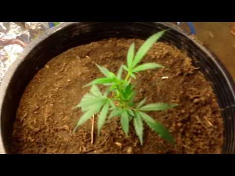 How to grow weed on a budget (cheap CFL & LED light bulb and aloe Vera as free cloning/rooting gel)