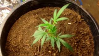 Budget Cannabis Grow and aloe Vera as cloning gel rooting hormone for free, and use cheap 50cent-$1 LED and CFL bulbs that 