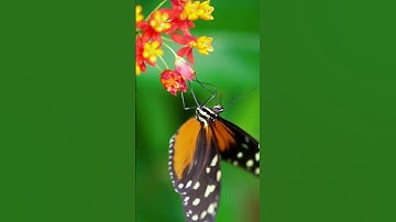 Thumbnail of kismat ka hindi song flower butterfly video nature #shortvideo #viral