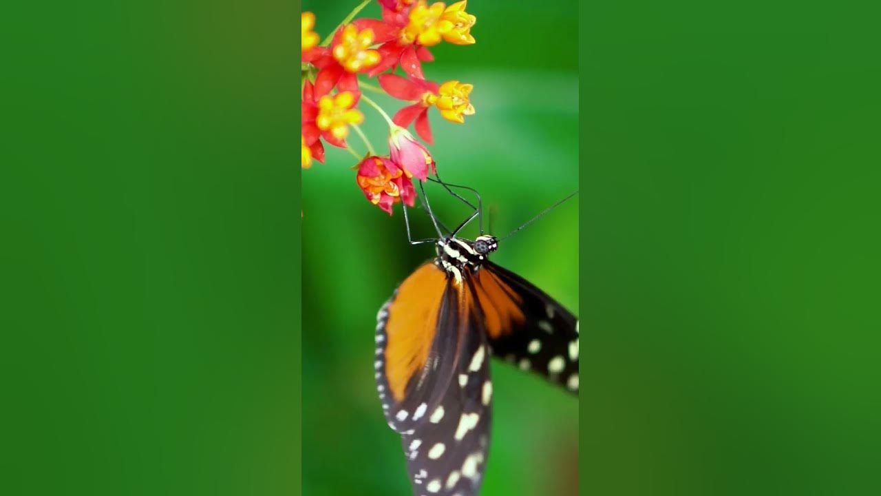 kismat ka hindi song flower butterfly video nature #shortvideo #viral